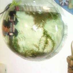 Wall Mounted Acrylic Fish Bowl D405172