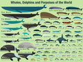 Mural Decal of Whales, Dolphins and Porpoises of The World B428