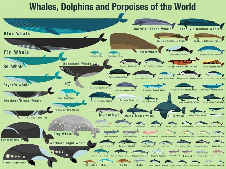 Mural Decal of Whales, Dolphins and Porpoises of The World B428