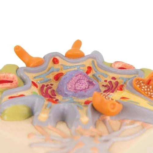 Neuron Cell Body Model S4722