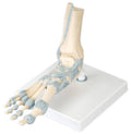 Foot Skeleton with Ligaments M398