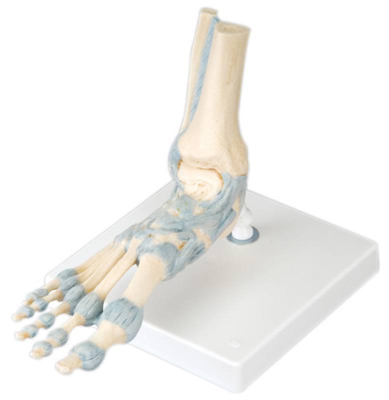 Foot Skeleton with Ligaments M398