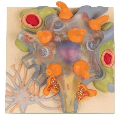 Neuron Cell Body Model S4722
